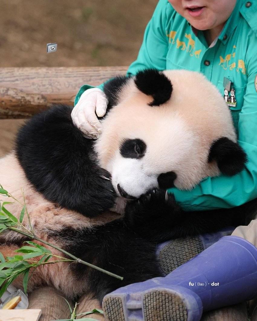 오바오랑 숨바꼭질하는 루이바오 🐼 | 인스티즈