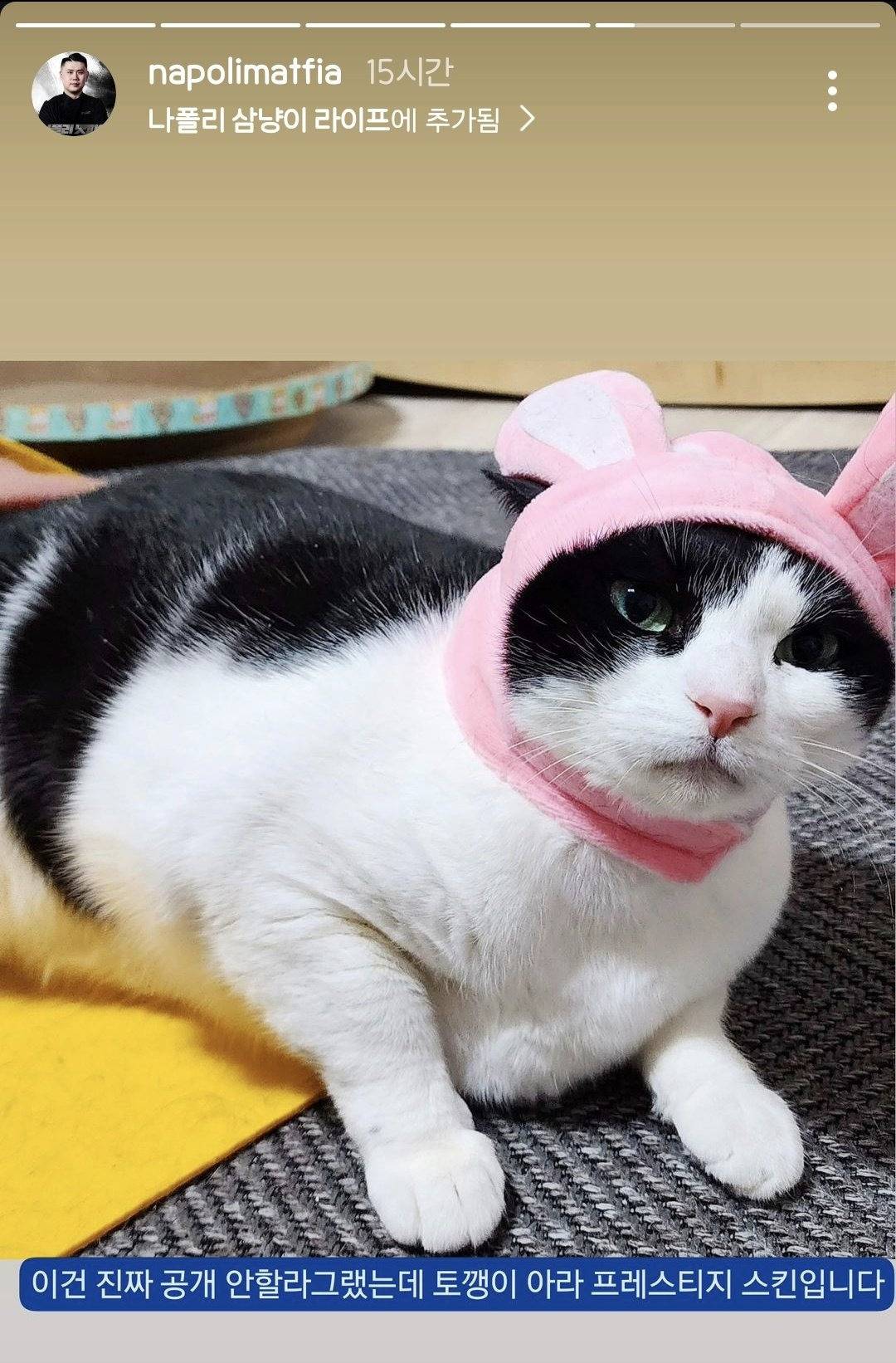 나폴리 맛피아 또 고양이 자랑 중 | 인스티즈