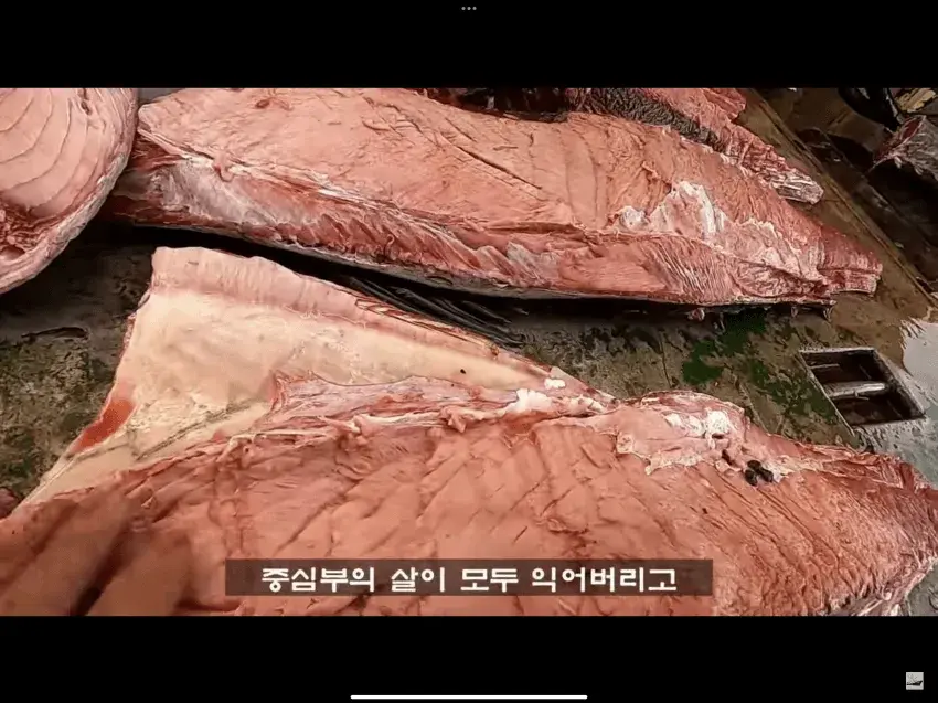 참치 잡고 바로 냉동시키는 이유 .jpg | 인스티즈
