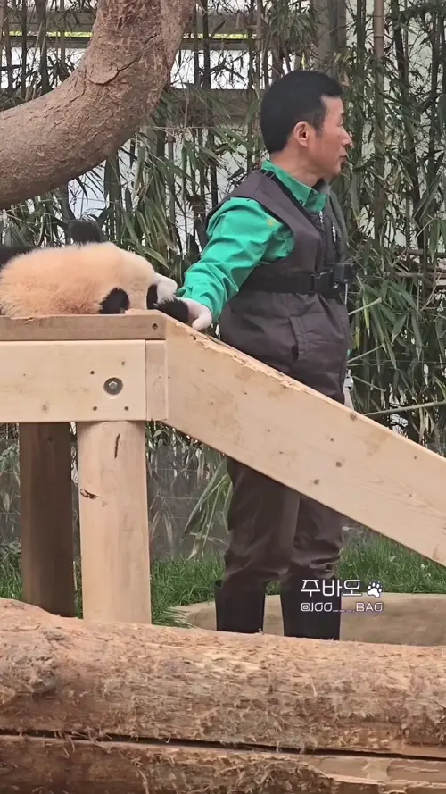 오바오랑 숨바꼭질하는 루이바오 🐼 | 인스티즈