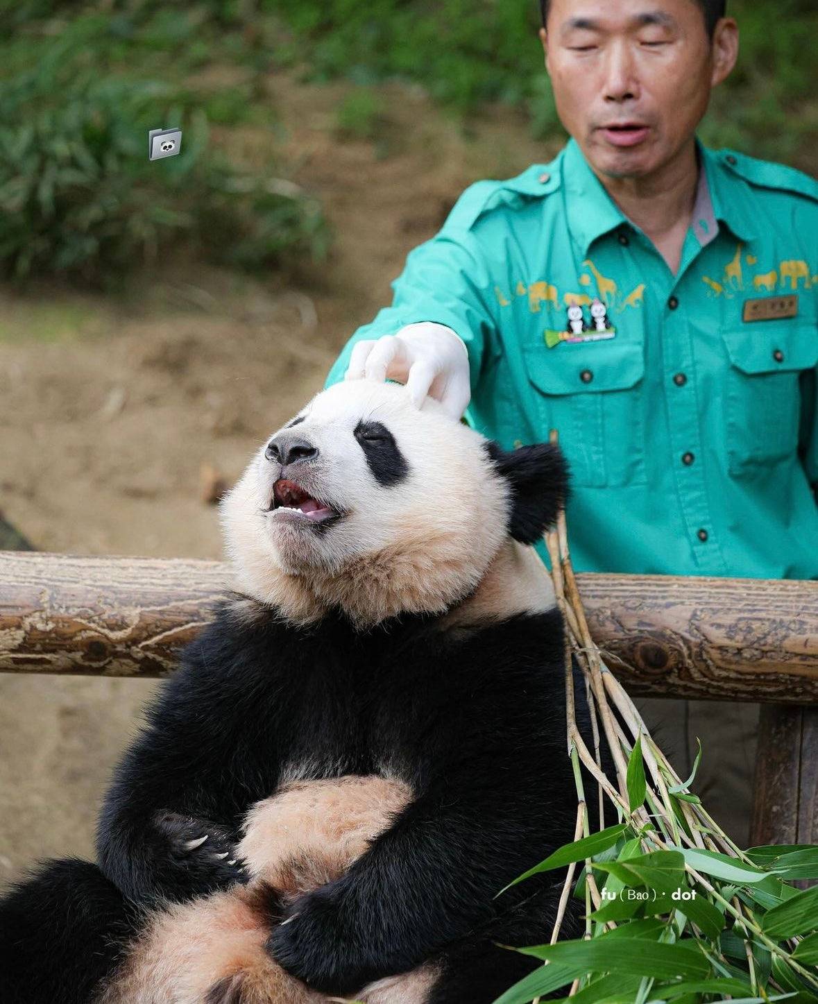 오바오랑 숨바꼭질하는 루이바오 🐼 | 인스티즈