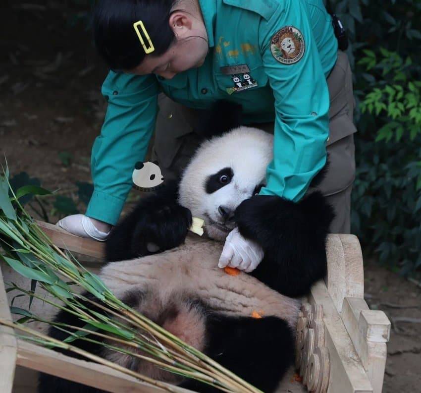 오바오랑 숨바꼭질하는 루이바오 🐼 | 인스티즈