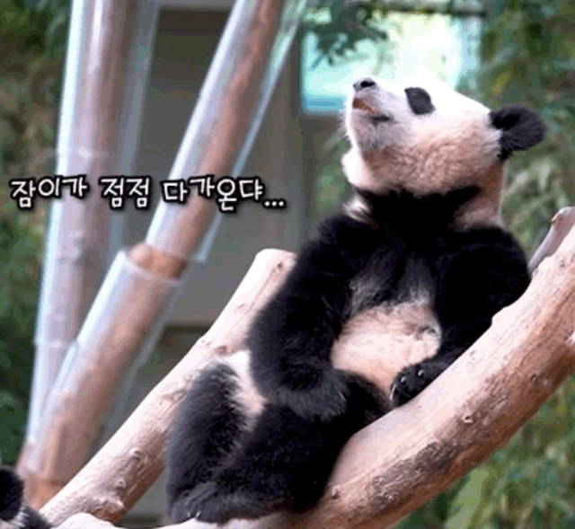 오바오랑 숨바꼭질하는 루이바오 🐼 | 인스티즈