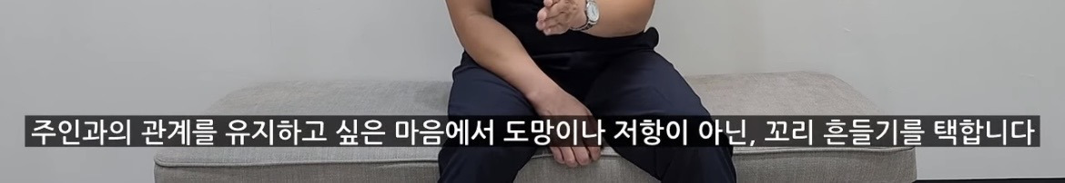 강아지가 학대하는 주인에게 꼬리를 흔드는 이유 | 인스티즈