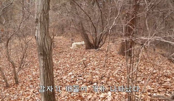 도도와 야통이도 더이상 못볼뻔했다(하하하 hahaha) | 인스티즈
