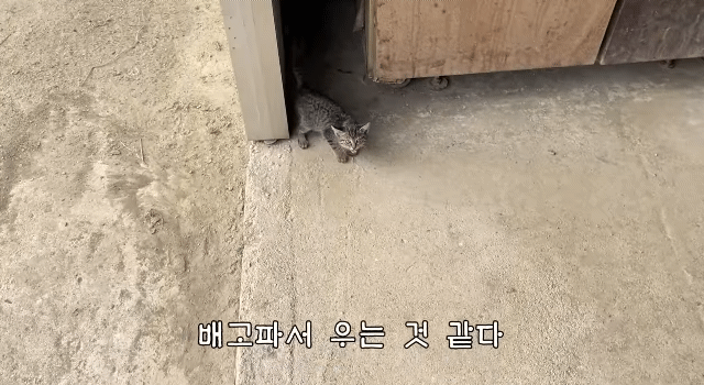 (hahaha) 영상 10분 내내 우는 아기 고양이.gif | 인스티즈