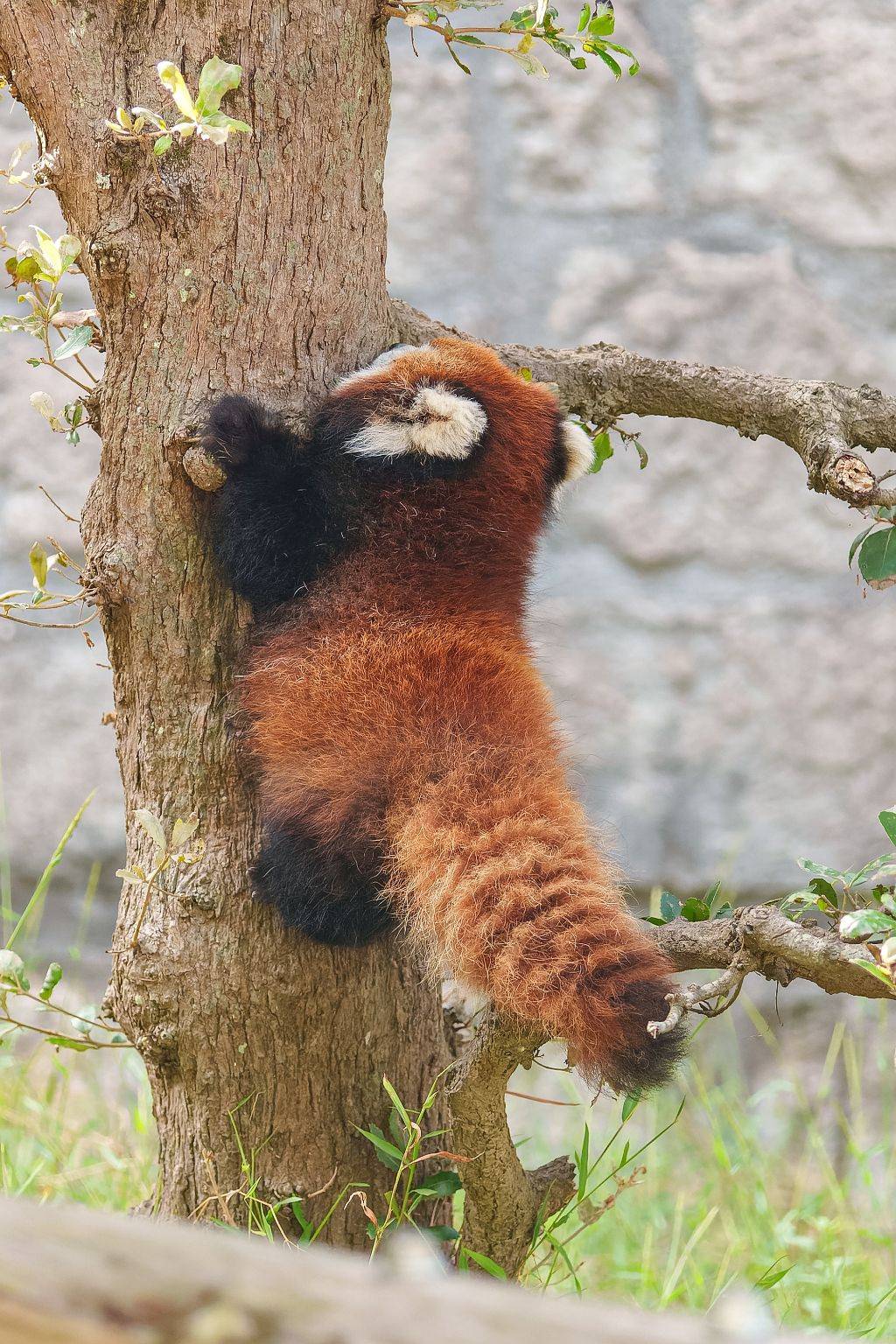 너무 귀여운 아기 레서판다 뒤태 | 인스티즈