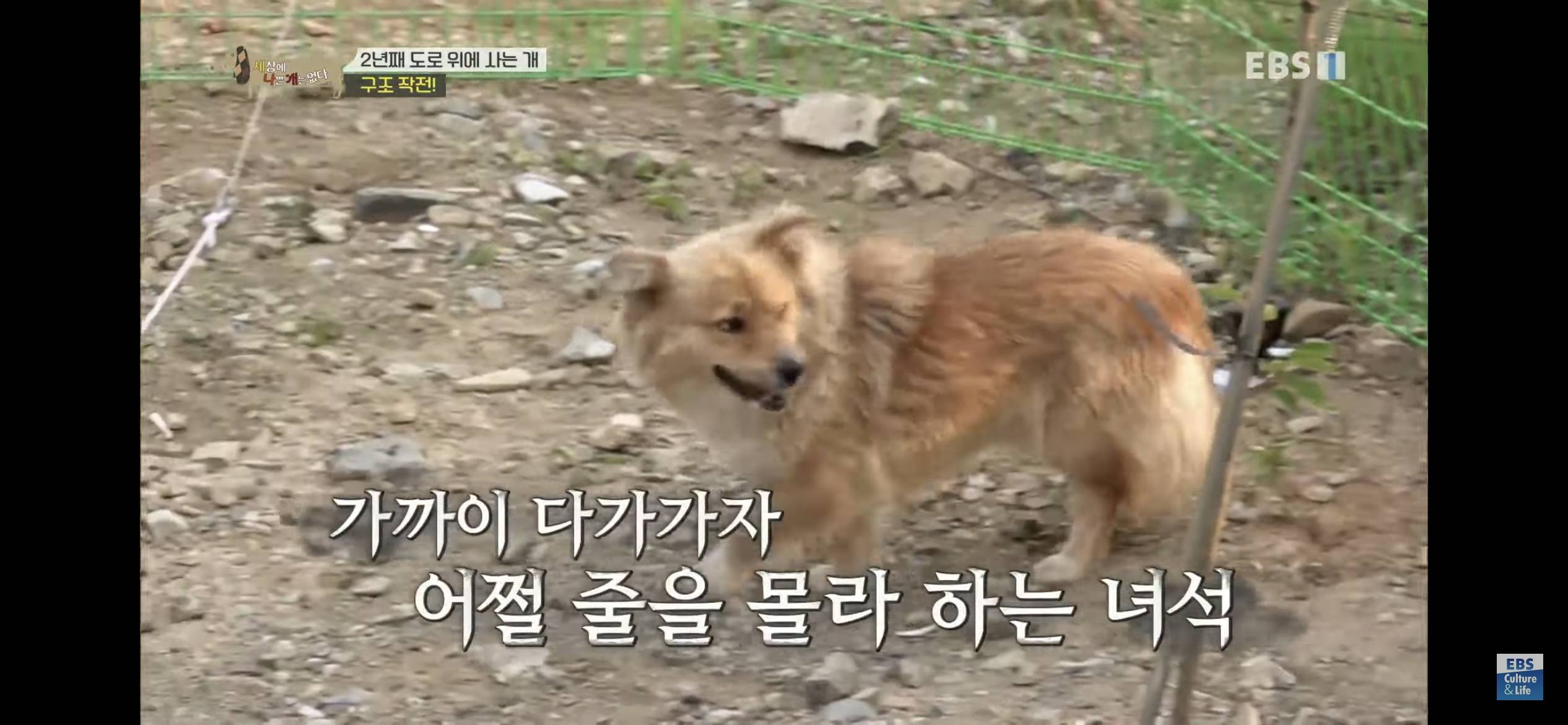 2년동안 도로 위에서 위험하게 생활했던 유기견 마루 | 인스티즈