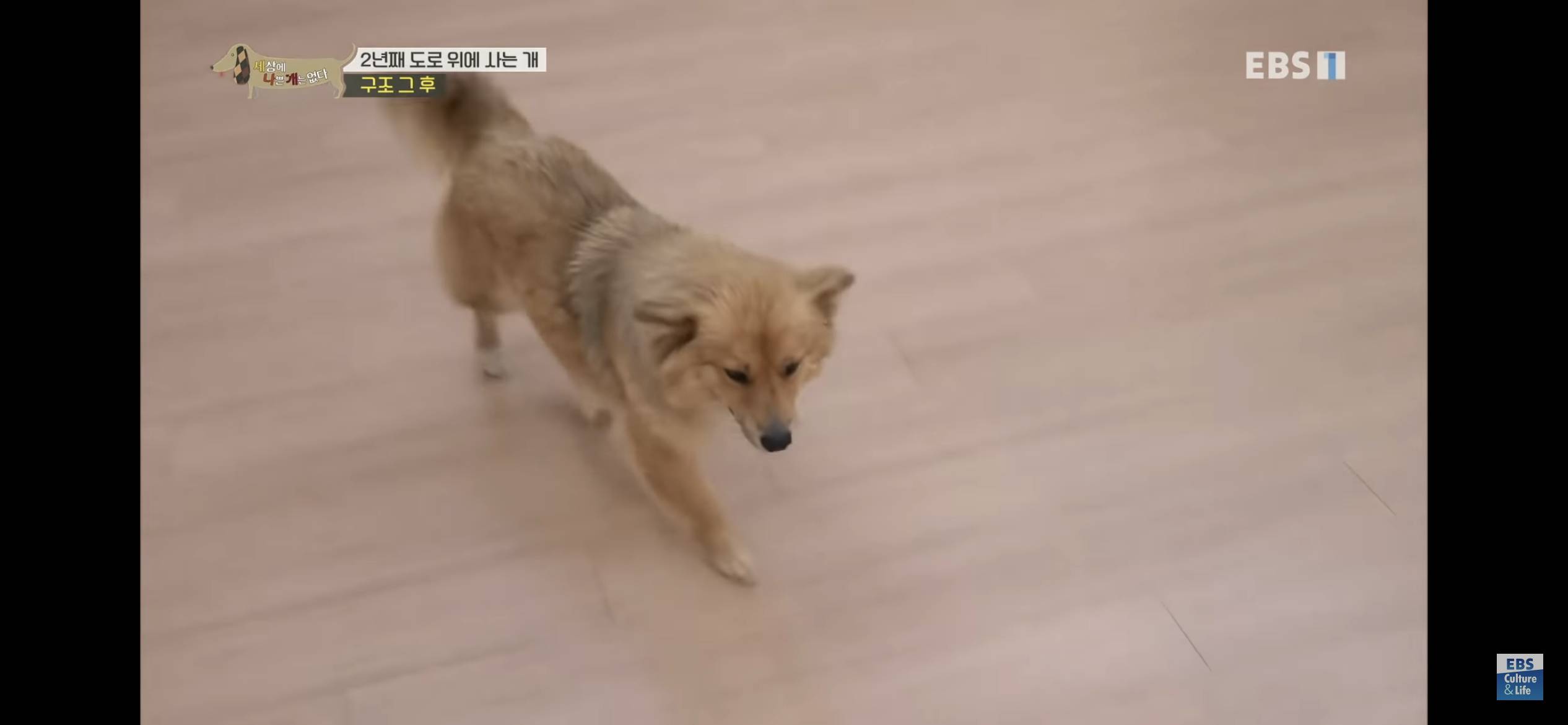 2년동안 도로 위에서 위험하게 생활했던 유기견 마루 | 인스티즈