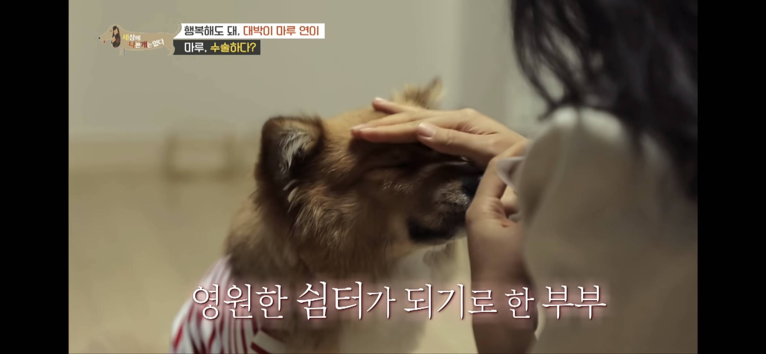 2년동안 도로 위에서 위험하게 생활했던 유기견 마루 | 인스티즈