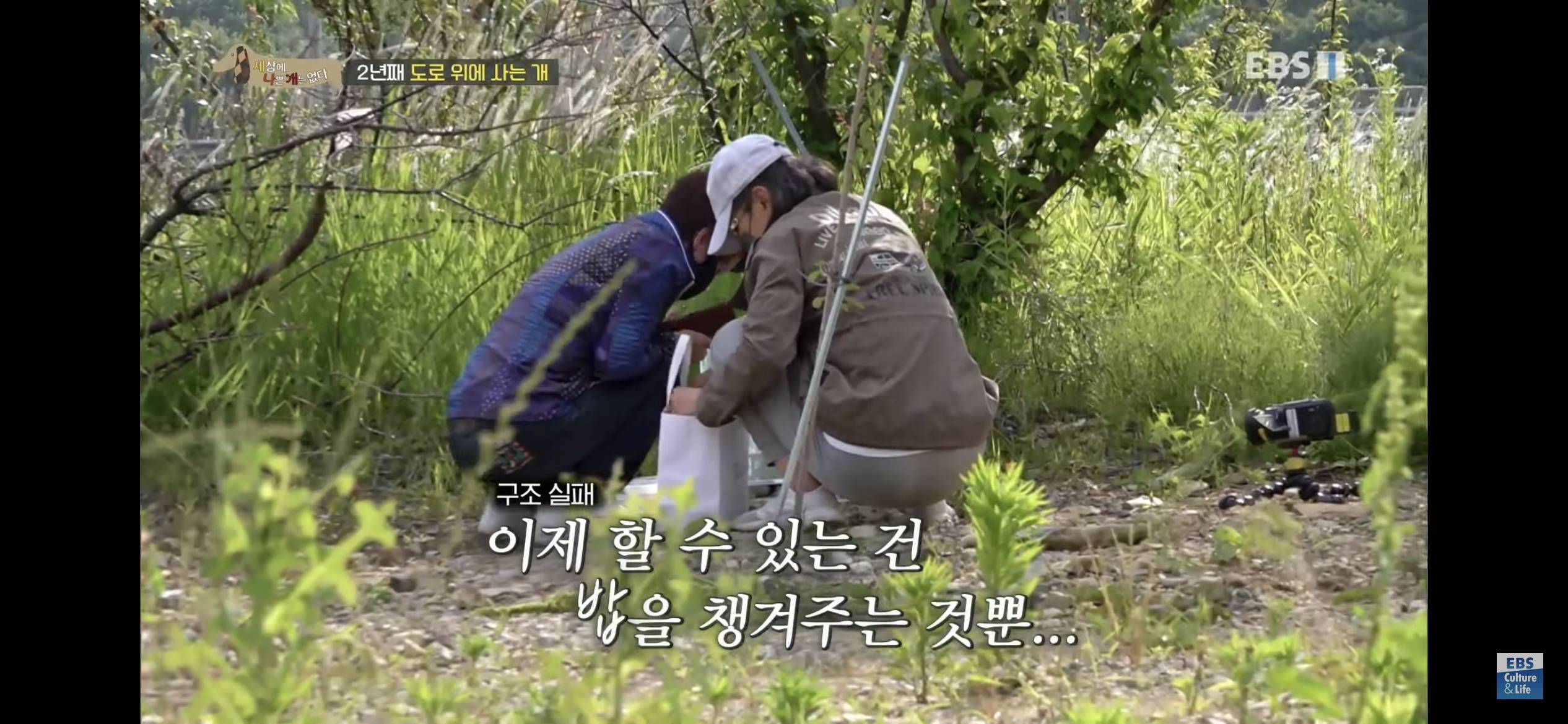 2년동안 도로 위에서 위험하게 생활했던 유기견 마루 | 인스티즈