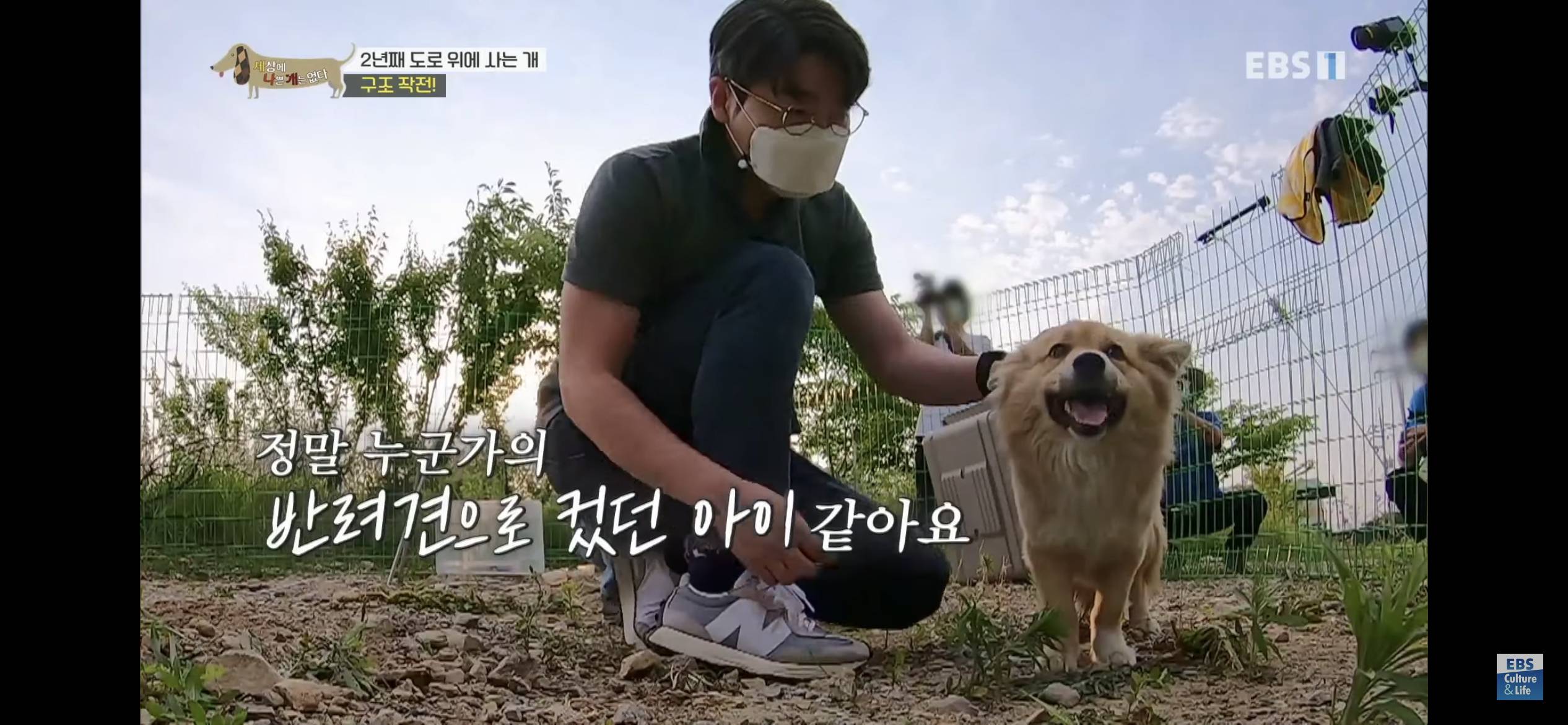 2년동안 도로 위에서 위험하게 생활했던 유기견 마루 | 인스티즈