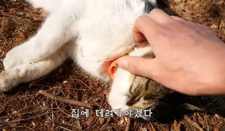 도도와 야통이도 더이상 못볼뻔했다(하하하 hahaha) | 인스티즈
