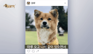 2년동안 도로 위에서 위험하게 생활했던 유기견 마루 | 인스티즈