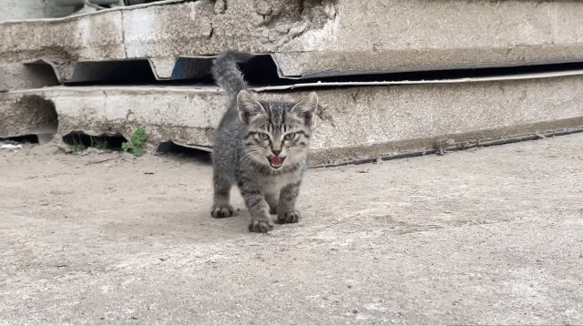 (hahaha) 영상 10분 내내 우는 아기 고양이.gif | 인스티즈