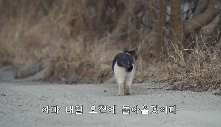 도도와 야통이도 더이상 못볼뻔했다(하하하 hahaha) | 인스티즈
