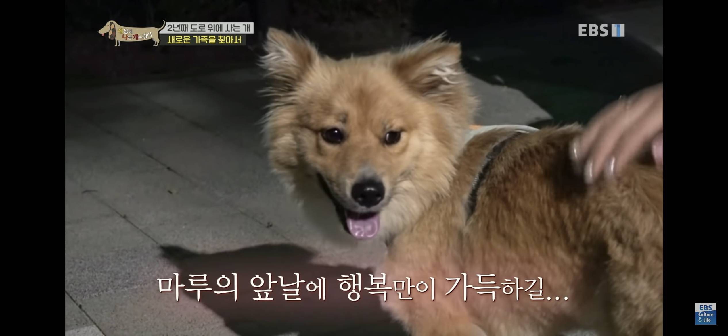 2년동안 도로 위에서 위험하게 생활했던 유기견 마루 | 인스티즈