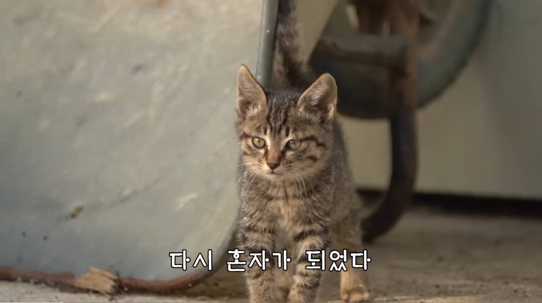 (hahaha) 영상 10분 내내 우는 아기 고양이.gif | 인스티즈