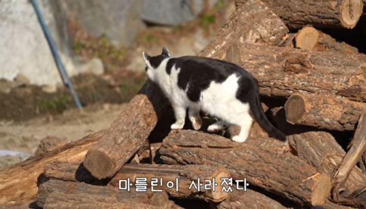 도도와 야통이도 더이상 못볼뻔했다(하하하 hahaha) | 인스티즈