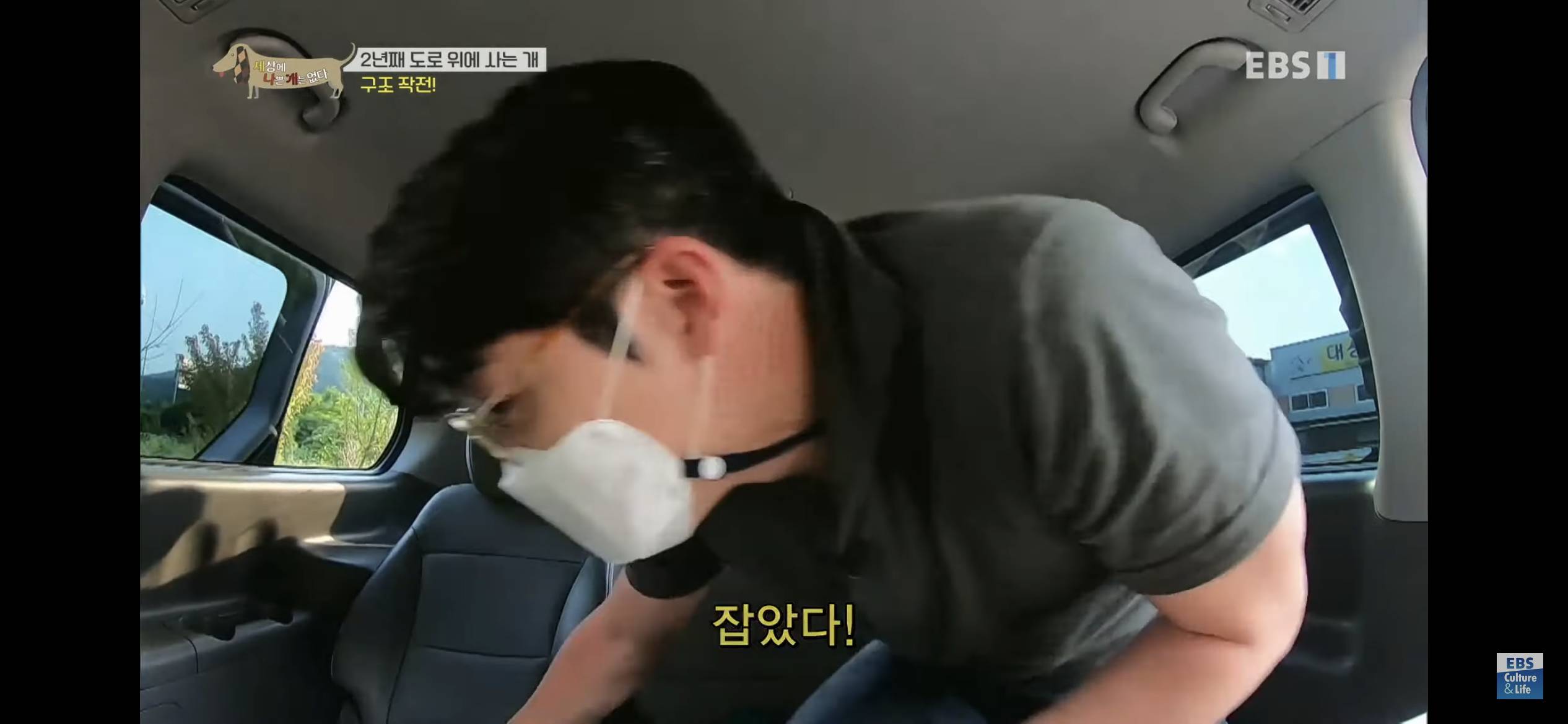 2년동안 도로 위에서 위험하게 생활했던 유기견 마루 | 인스티즈