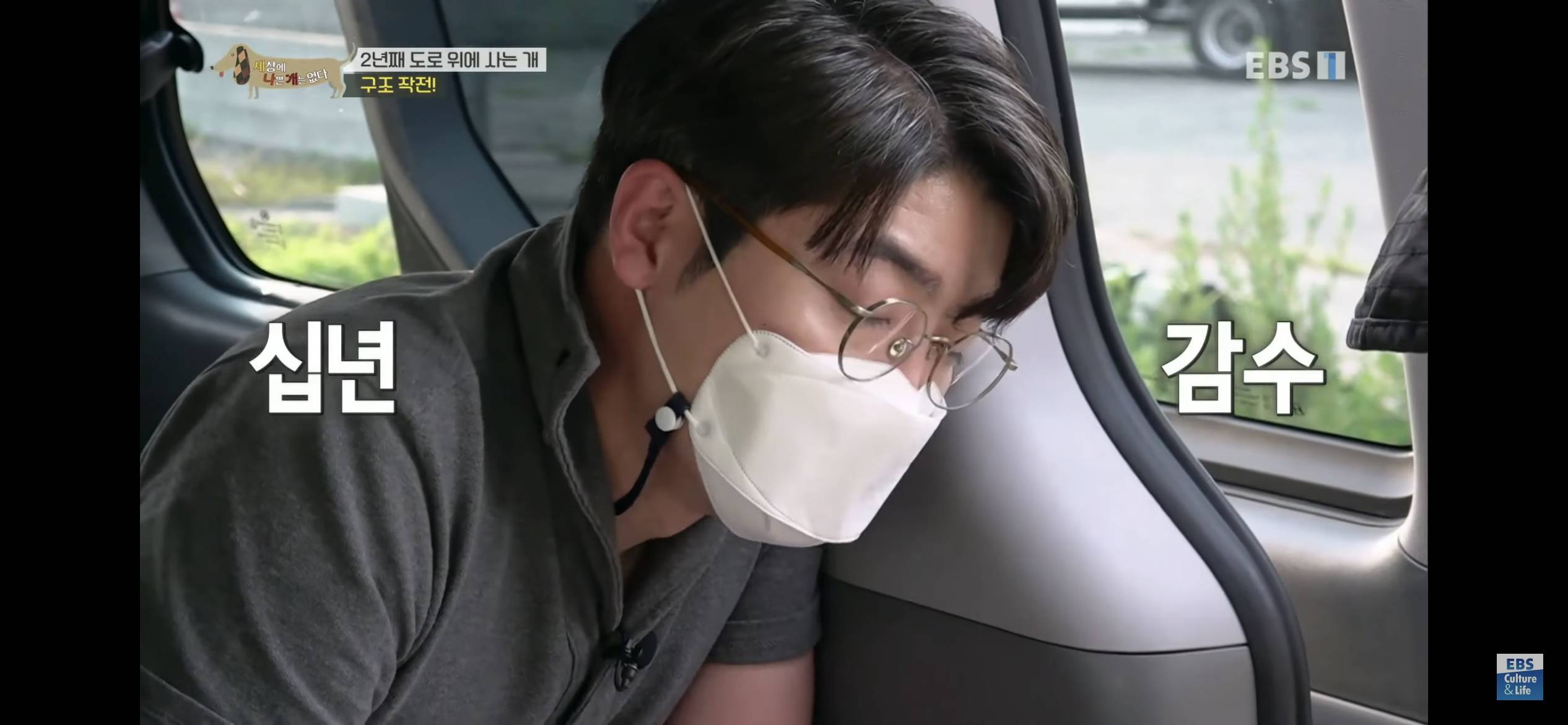 2년동안 도로 위에서 위험하게 생활했던 유기견 마루 | 인스티즈
