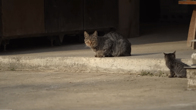 (hahaha) 영상 10분 내내 우는 아기 고양이.gif | 인스티즈