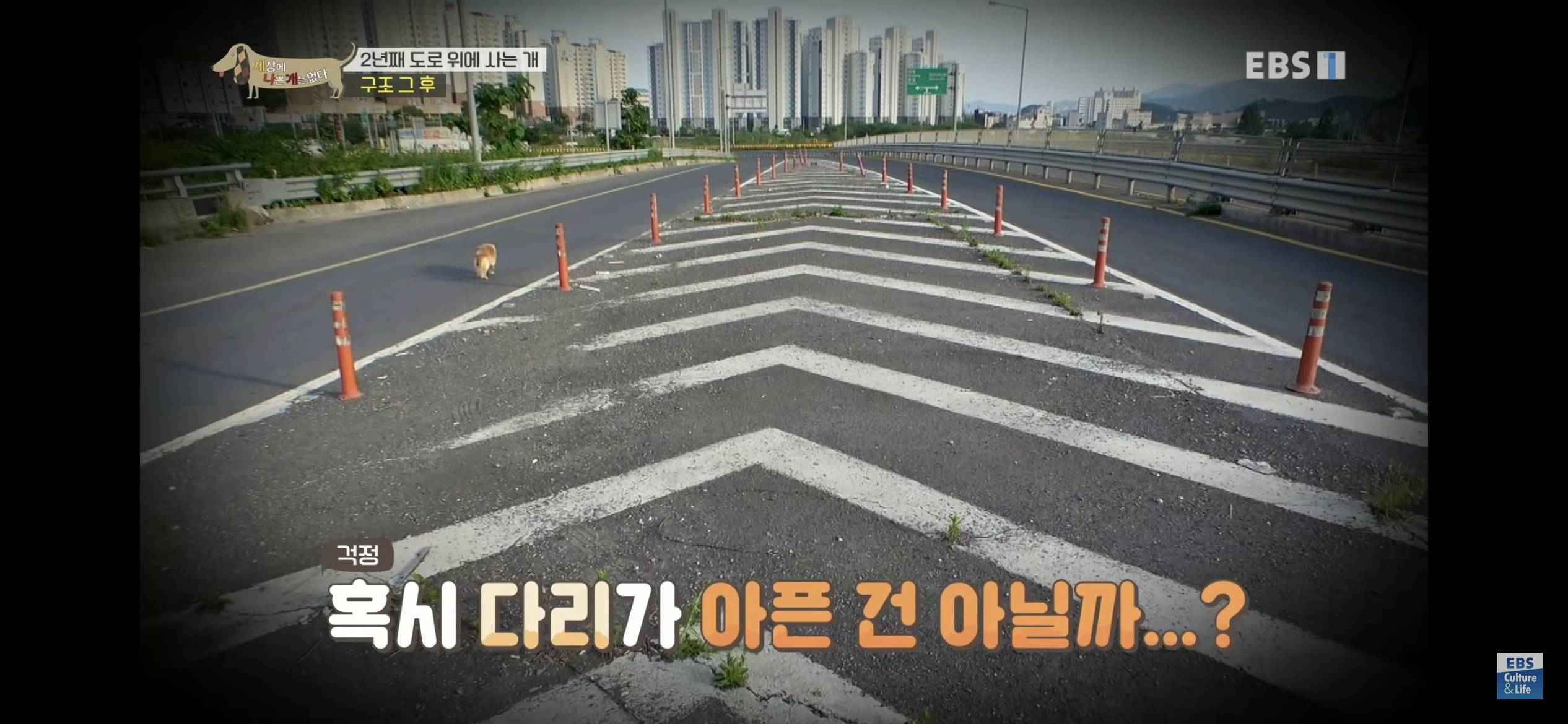 2년동안 도로 위에서 위험하게 생활했던 유기견 마루 | 인스티즈