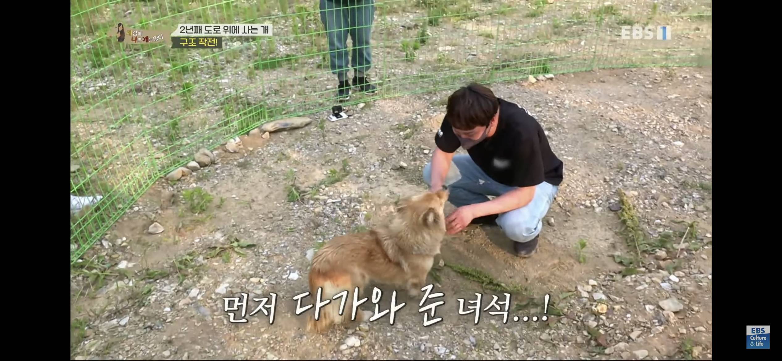 2년동안 도로 위에서 위험하게 생활했던 유기견 마루 | 인스티즈