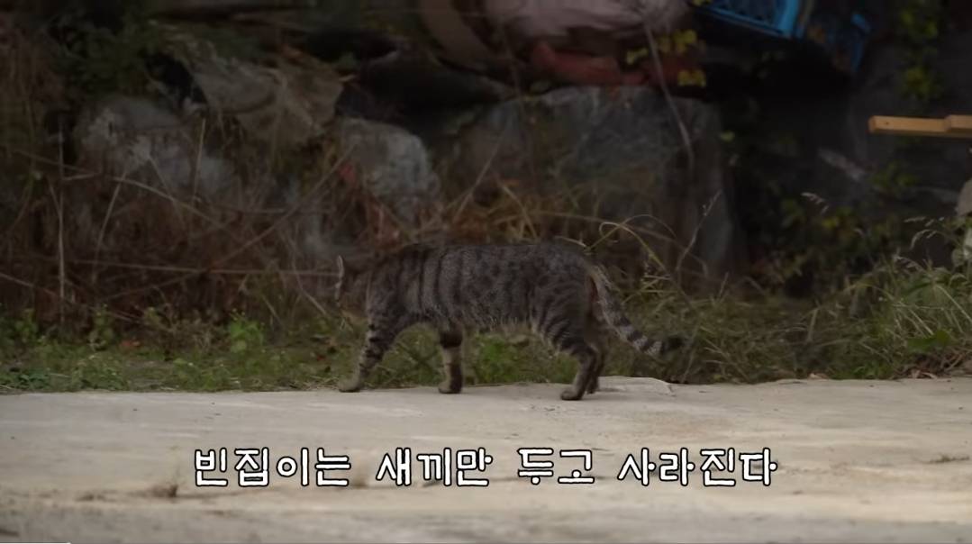 (hahaha) 영상 10분 내내 우는 아기 고양이.gif | 인스티즈