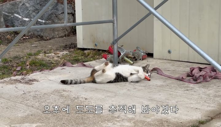 도도와 야통이도 더이상 못볼뻔했다(하하하 hahaha) | 인스티즈