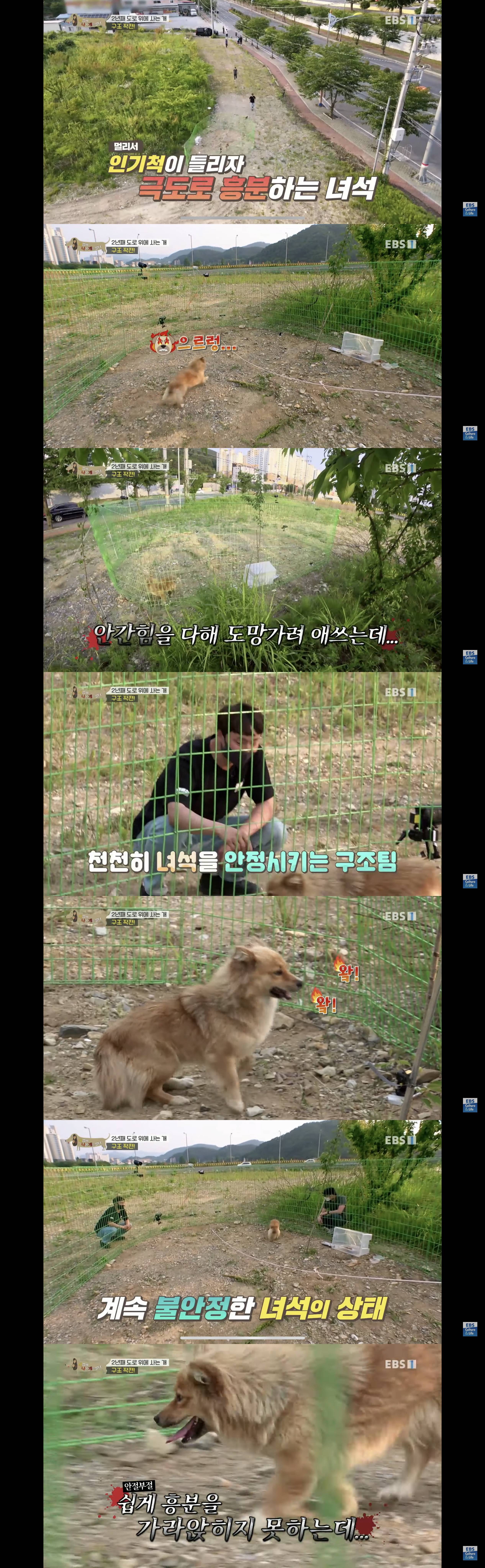2년동안 도로 위에서 위험하게 생활했던 유기견 마루 | 인스티즈