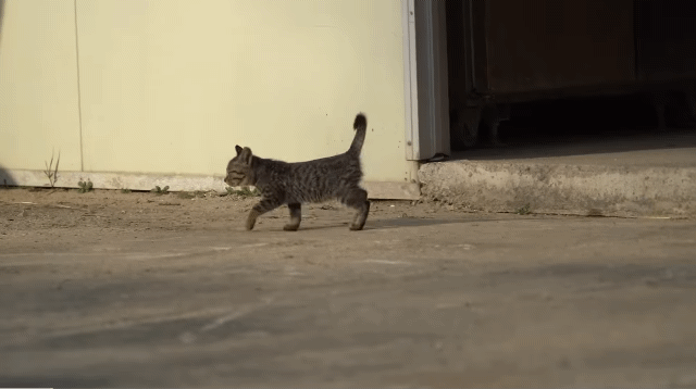 (hahaha) 영상 10분 내내 우는 아기 고양이.gif | 인스티즈