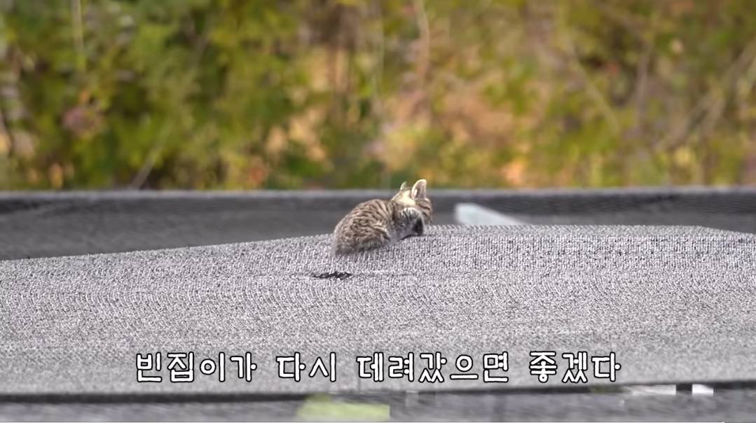 (hahaha) 영상 10분 내내 우는 아기 고양이.gif | 인스티즈