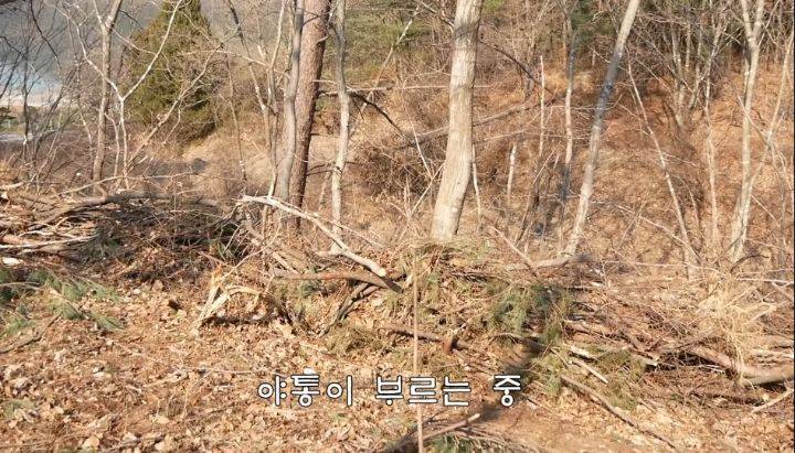 도도와 야통이도 더이상 못볼뻔했다(하하하 hahaha) | 인스티즈