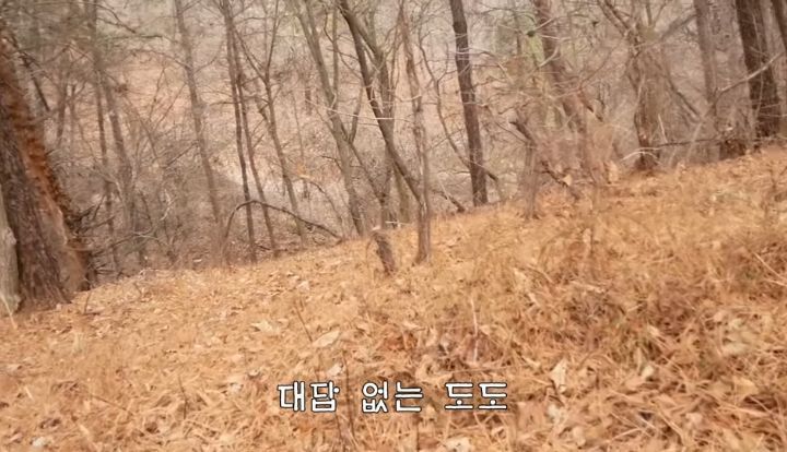 도도와 야통이도 더이상 못볼뻔했다(하하하 hahaha) | 인스티즈
