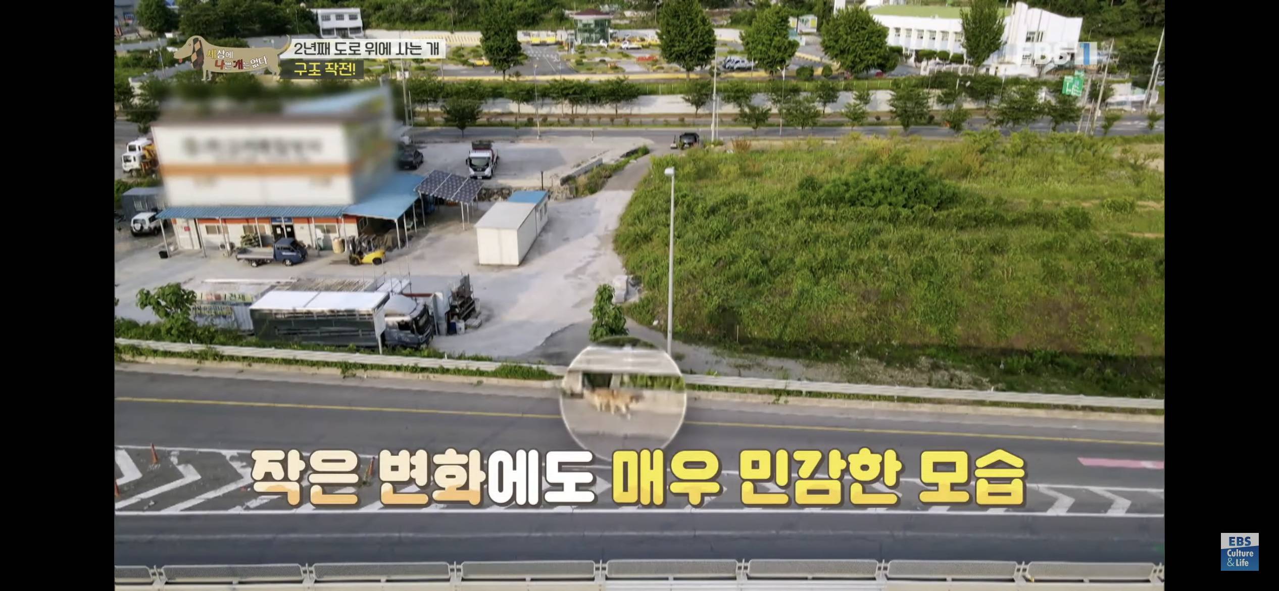 2년동안 도로 위에서 위험하게 생활했던 유기견 마루 | 인스티즈