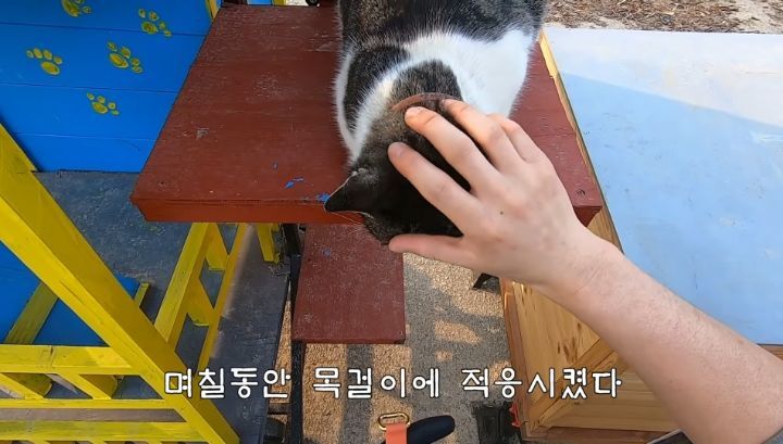도도와 야통이도 더이상 못볼뻔했다(하하하 hahaha) | 인스티즈