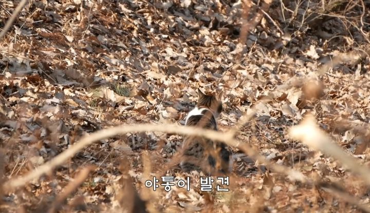 도도와 야통이도 더이상 못볼뻔했다(하하하 hahaha) | 인스티즈