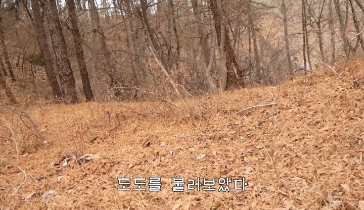 도도와 야통이도 더이상 못볼뻔했다(하하하 hahaha) | 인스티즈