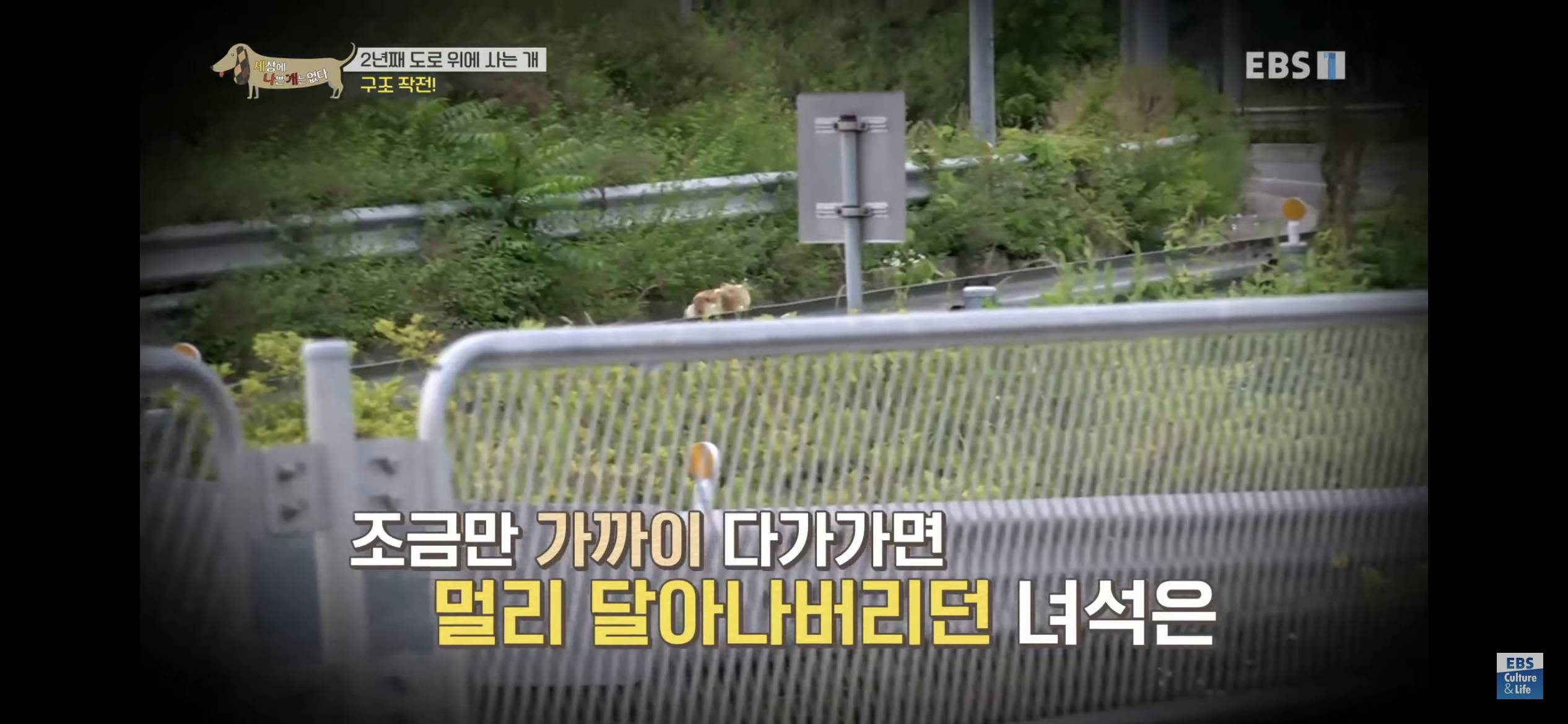 2년동안 도로 위에서 위험하게 생활했던 유기견 마루 | 인스티즈