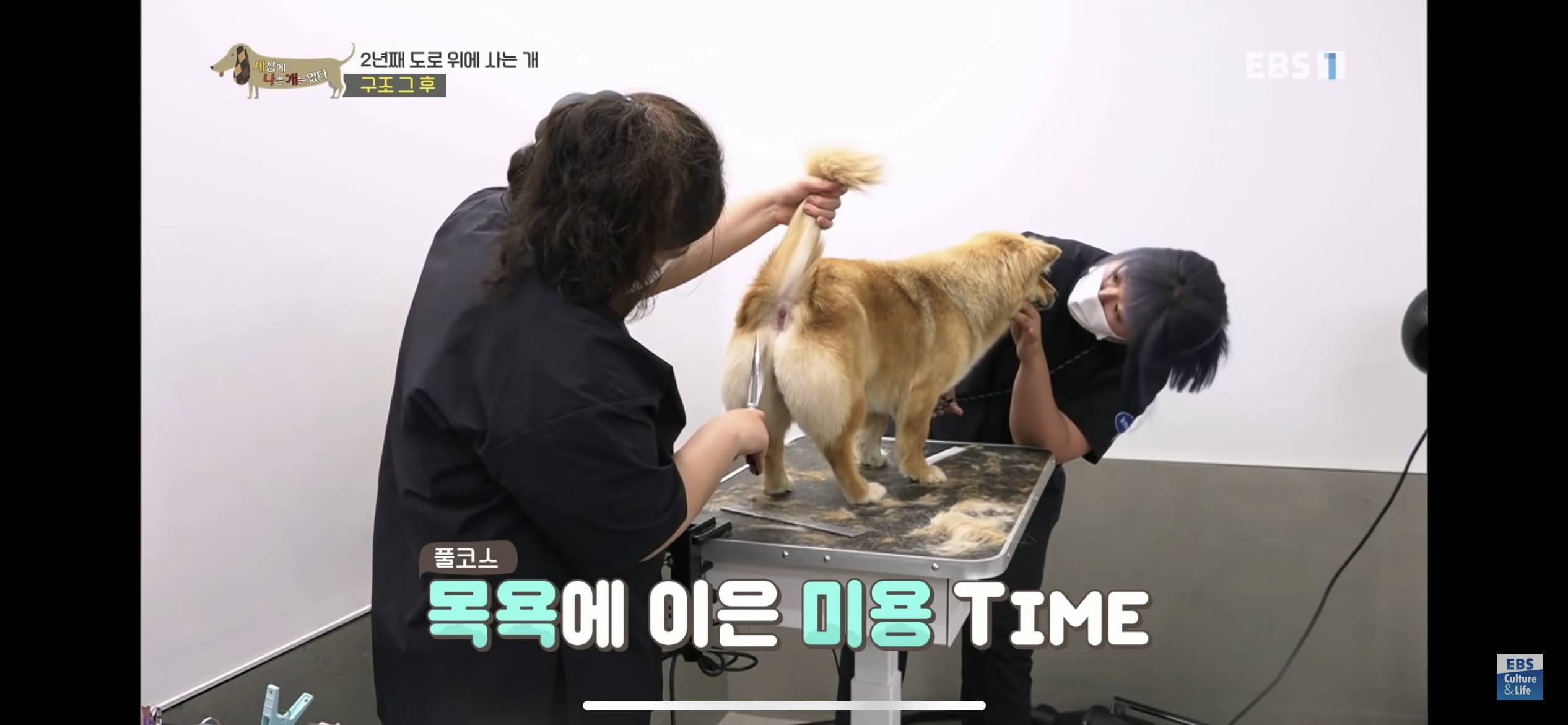 2년동안 도로 위에서 위험하게 생활했던 유기견 마루 | 인스티즈
