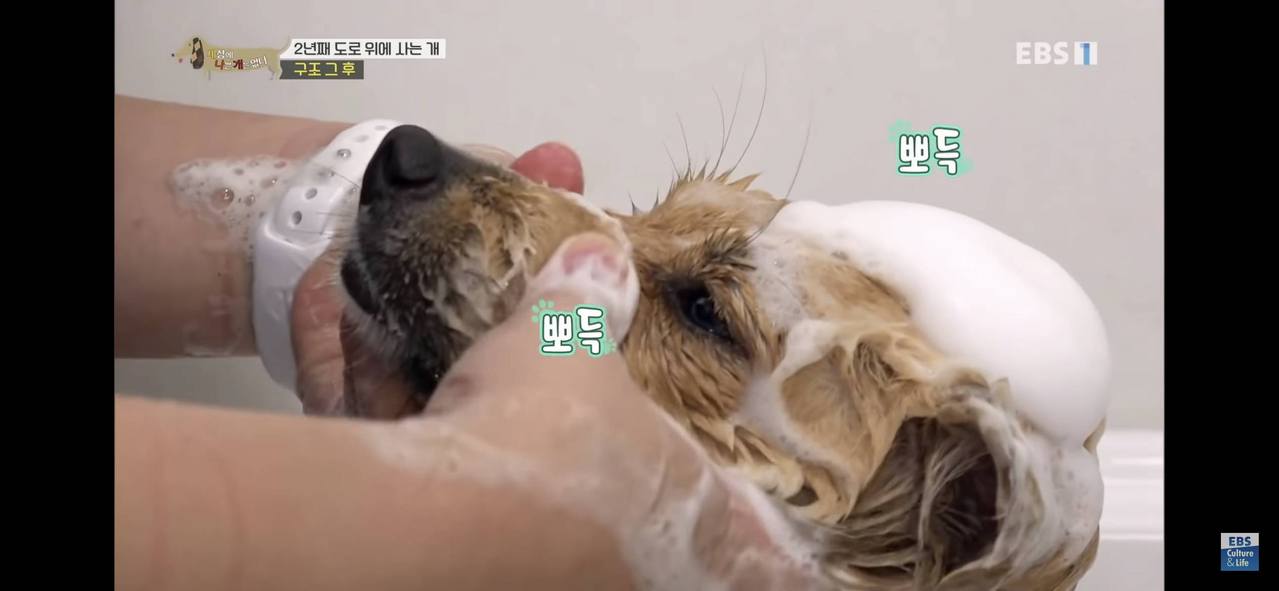 2년동안 도로 위에서 위험하게 생활했던 유기견 마루 | 인스티즈