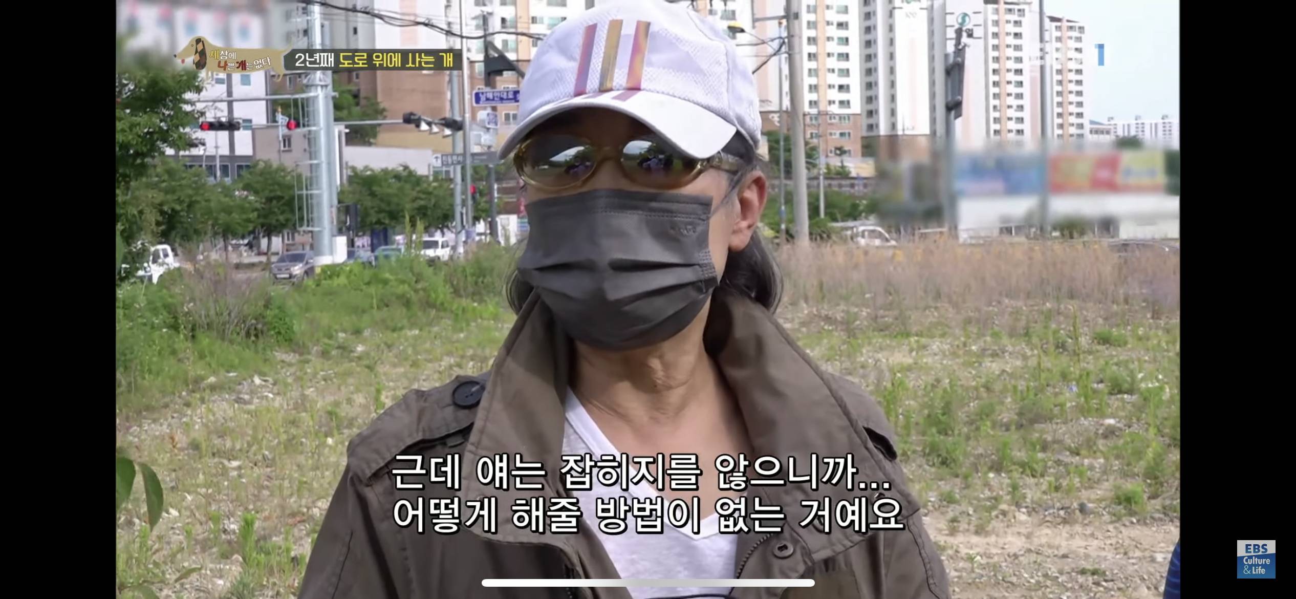 2년동안 도로 위에서 위험하게 생활했던 유기견 마루 | 인스티즈