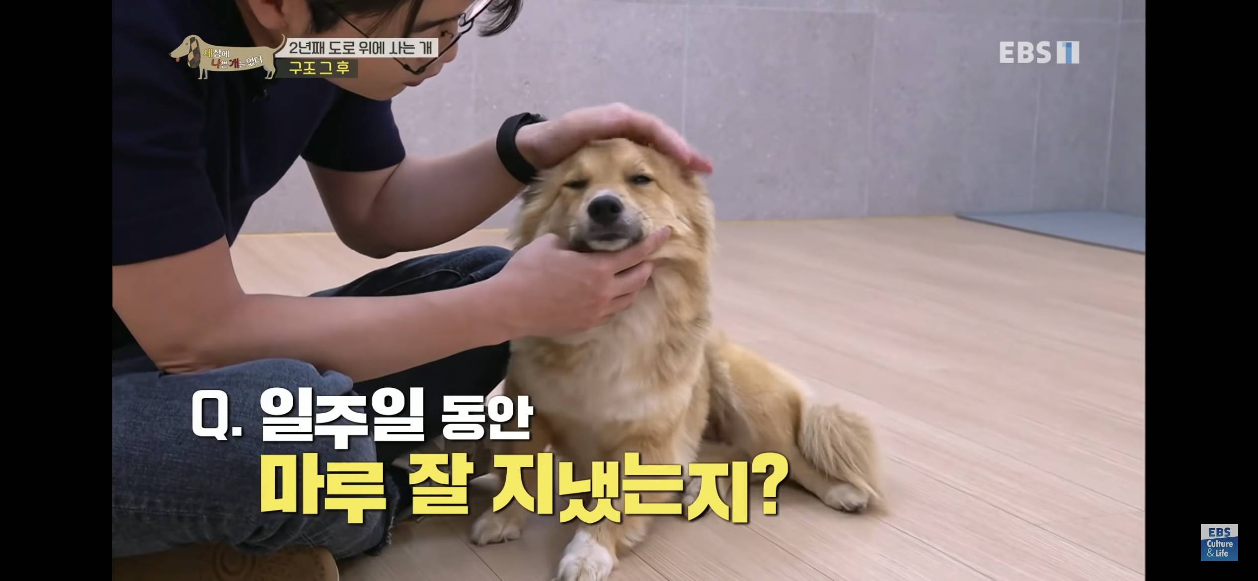 2년동안 도로 위에서 위험하게 생활했던 유기견 마루 | 인스티즈