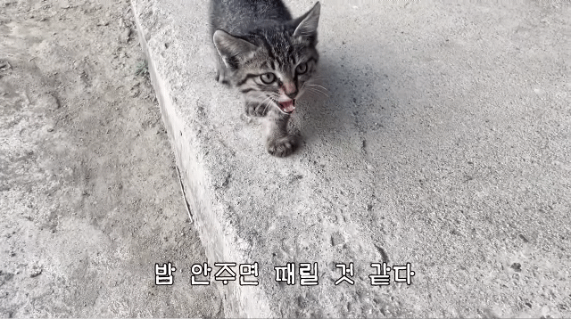(hahaha) 영상 10분 내내 우는 아기 고양이.gif | 인스티즈