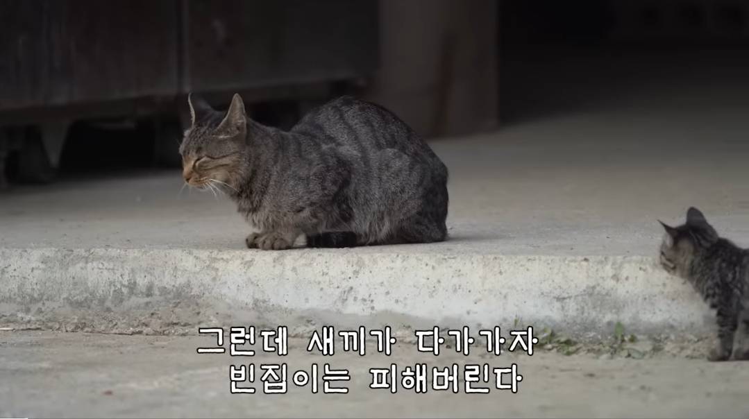 (hahaha) 영상 10분 내내 우는 아기 고양이.gif | 인스티즈