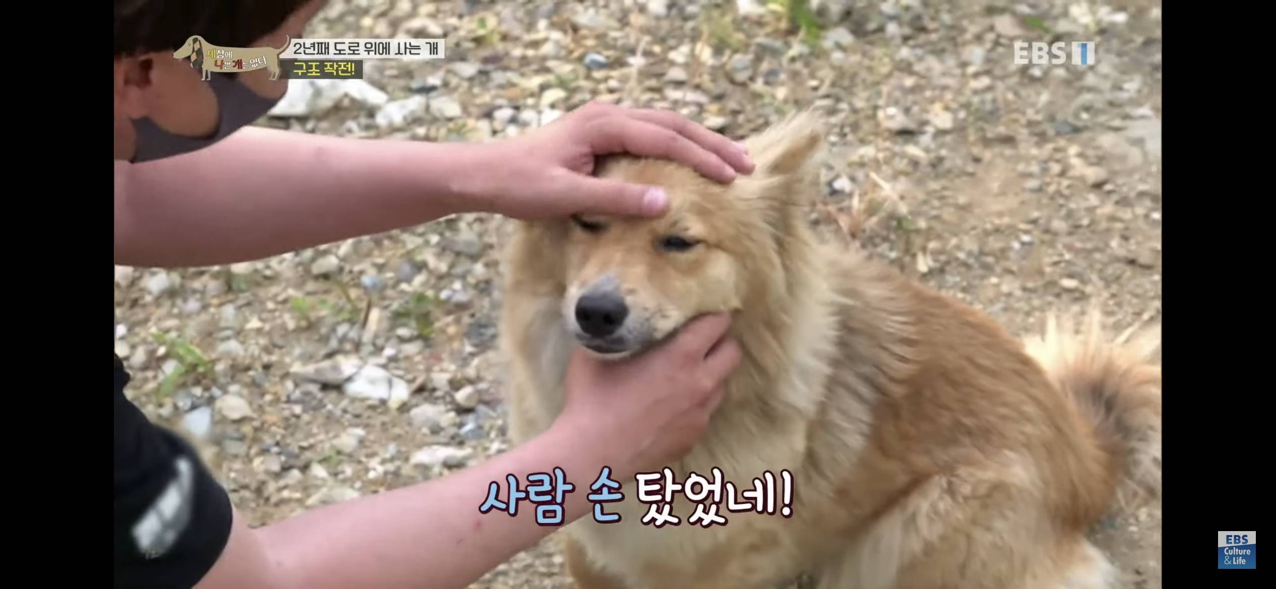 2년동안 도로 위에서 위험하게 생활했던 유기견 마루 | 인스티즈