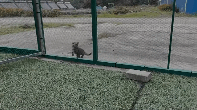 (hahaha) 영상 10분 내내 우는 아기 고양이.gif | 인스티즈
