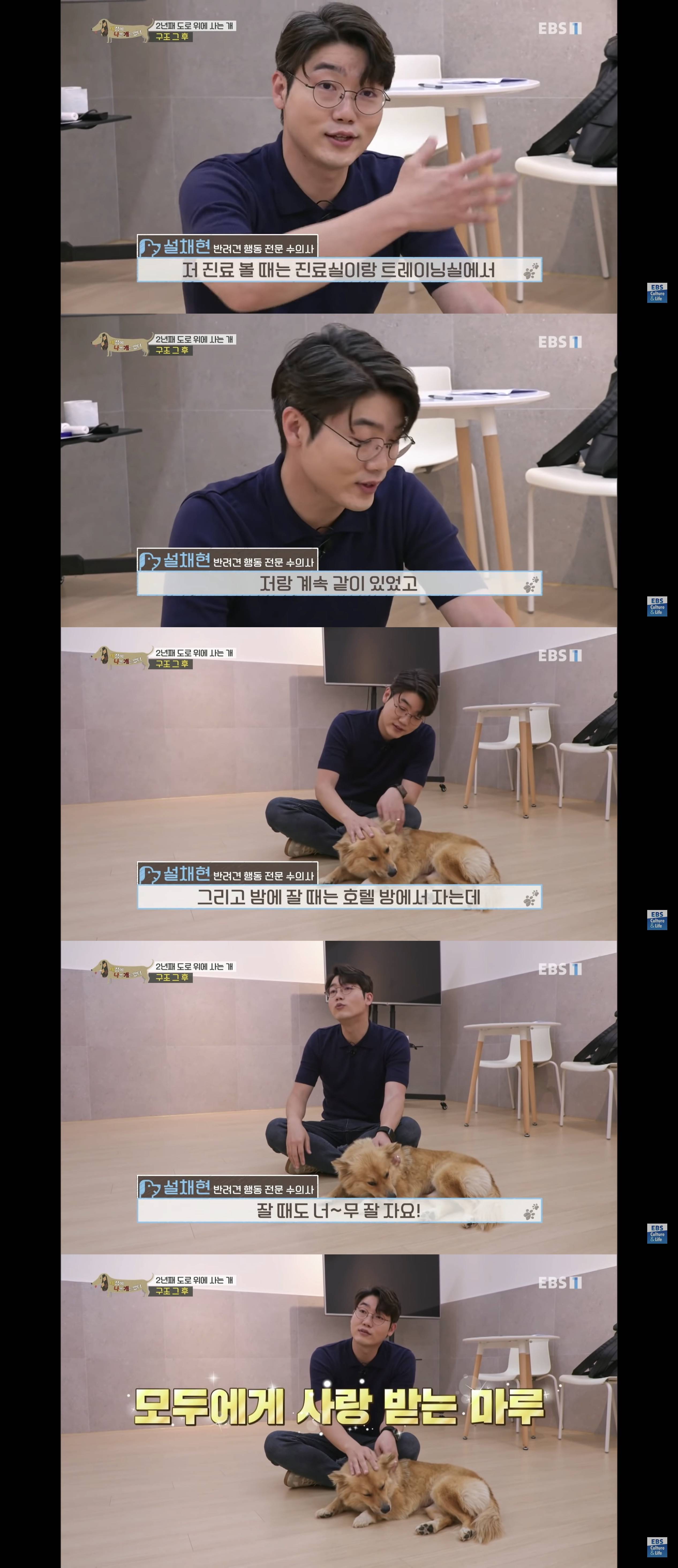 2년동안 도로 위에서 위험하게 생활했던 유기견 마루 | 인스티즈