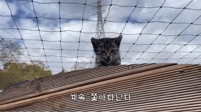 (hahaha) 영상 10분 내내 우는 아기 고양이.gif | 인스티즈